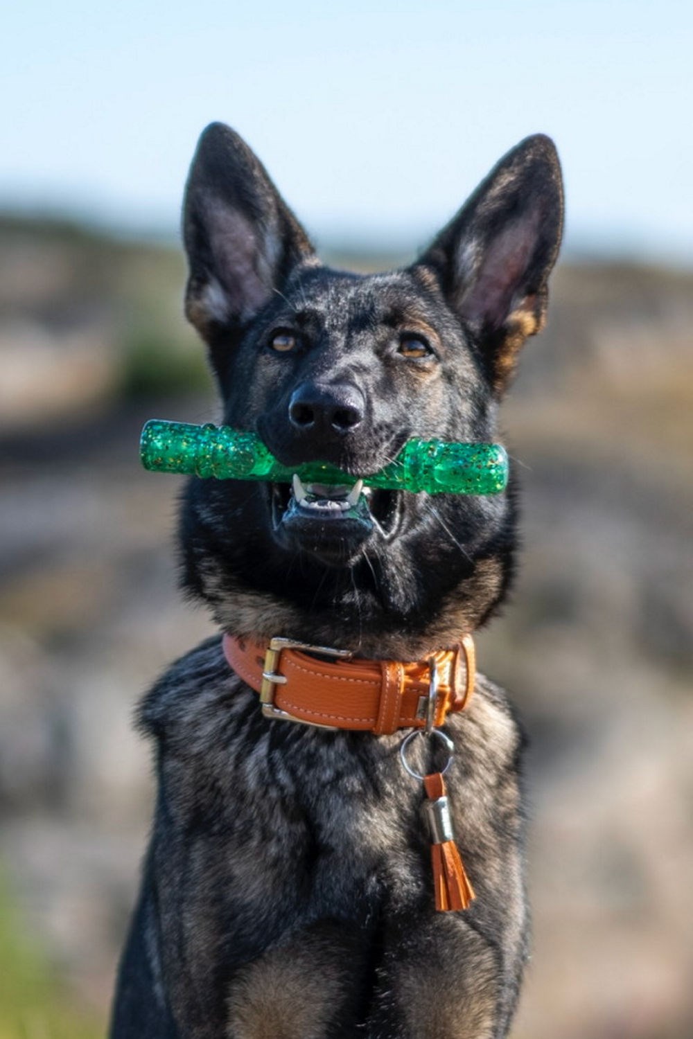 Kong shop confetti stick