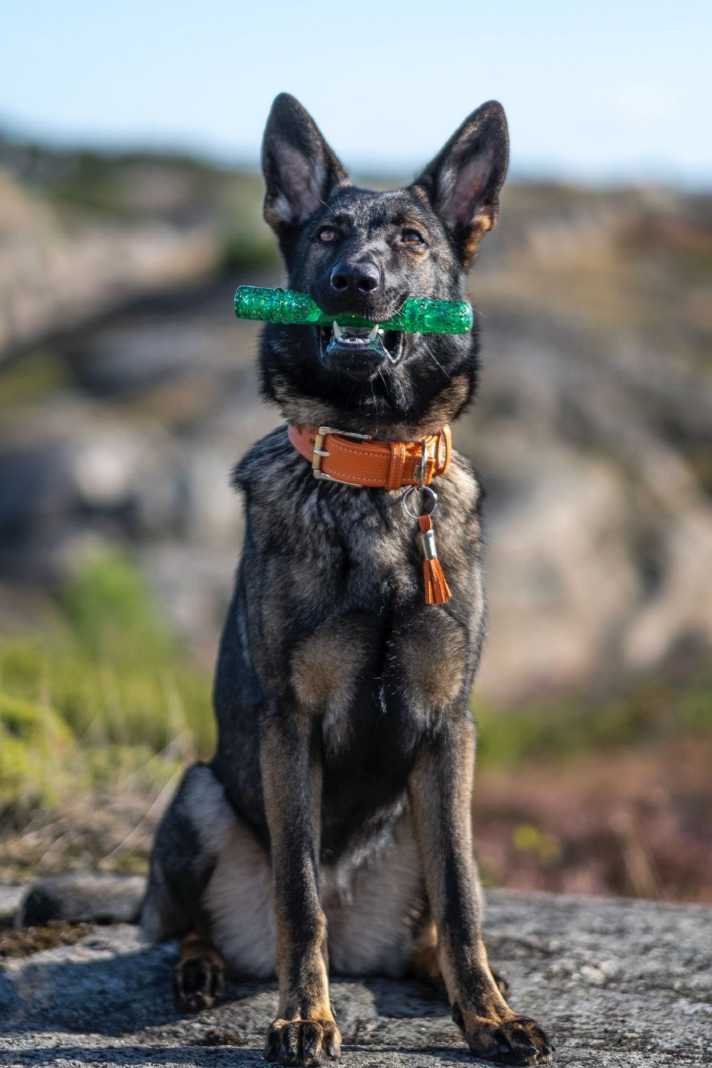 Kong 2024 confetti stick